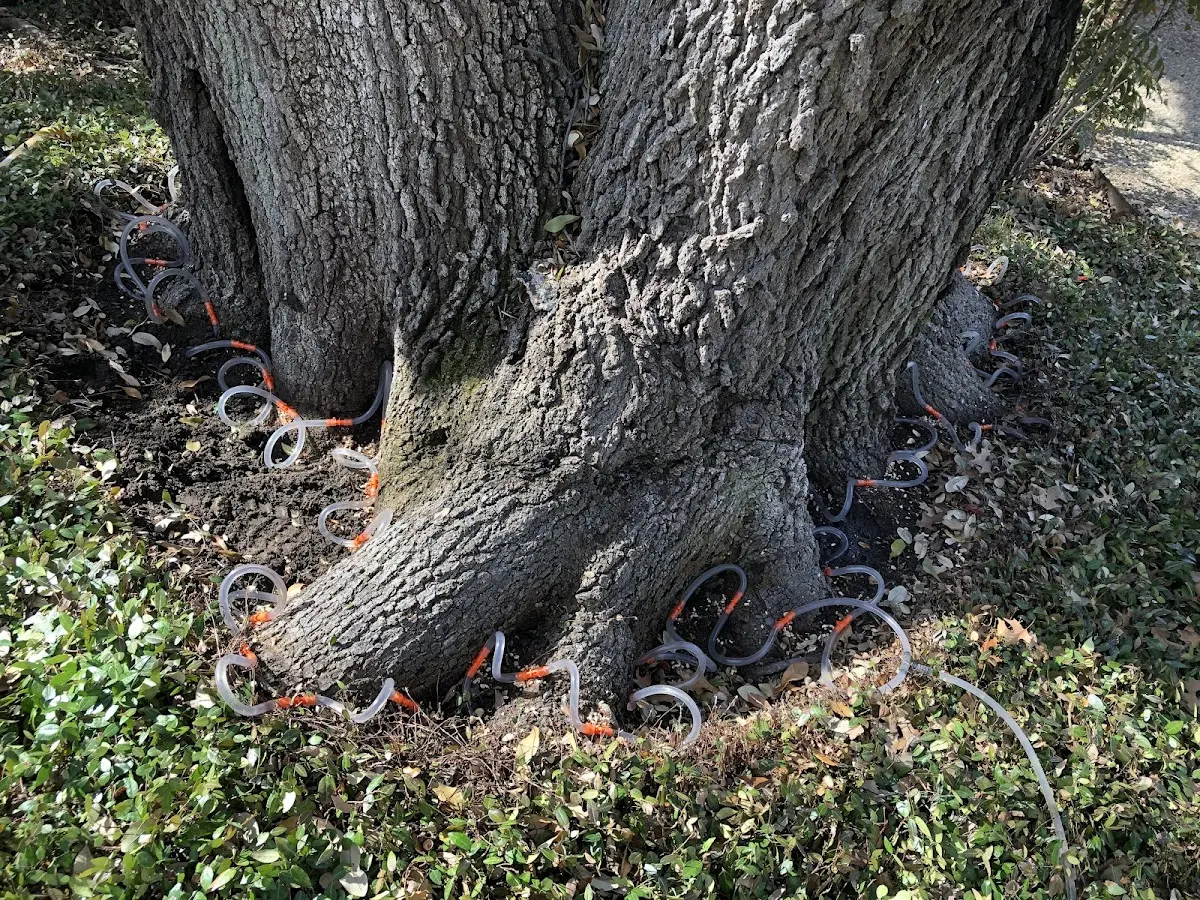 Detailed Tree Cabling and Bracing job site in Fairchild Air Force Base
