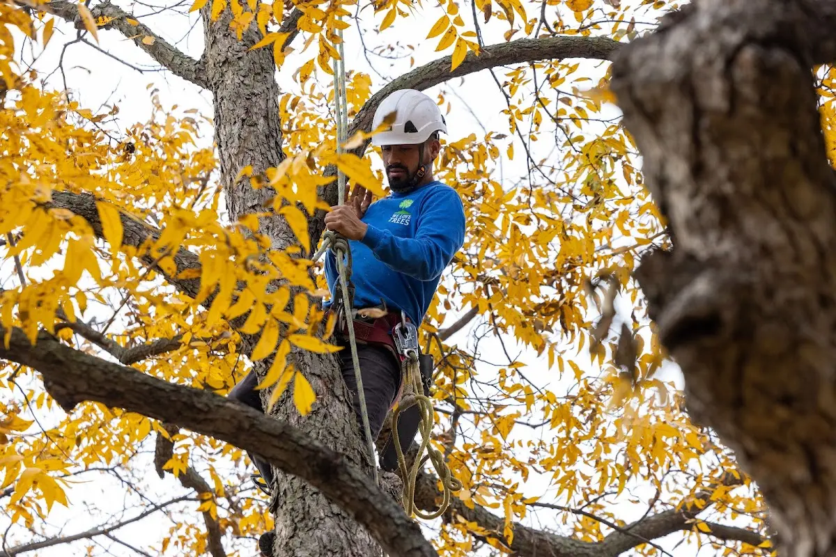 Skilled Tree Pruning crew working in Fairchild Air Force Base