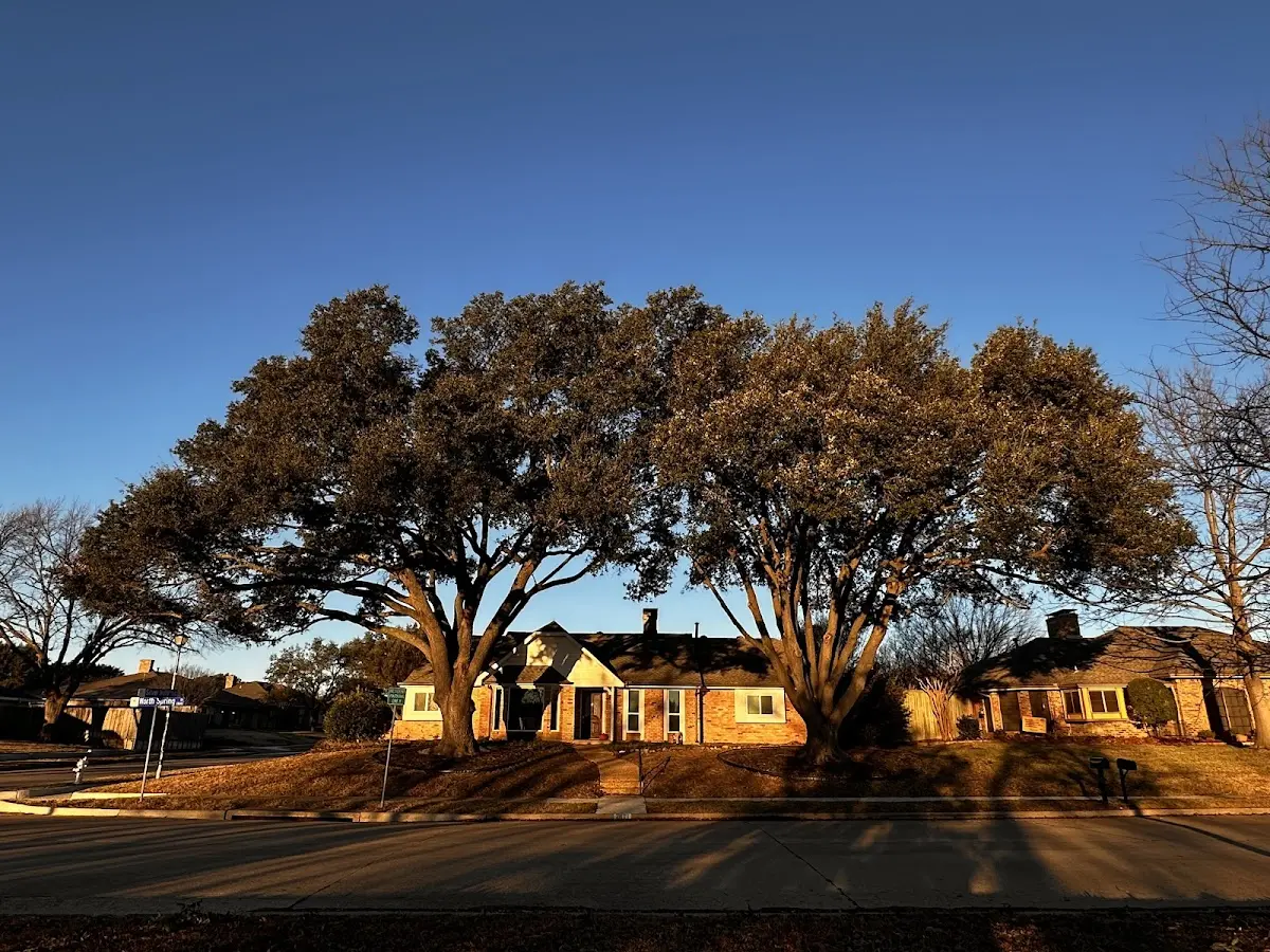 Established residential canopy tree shading a home in Fairchild Air Force Base