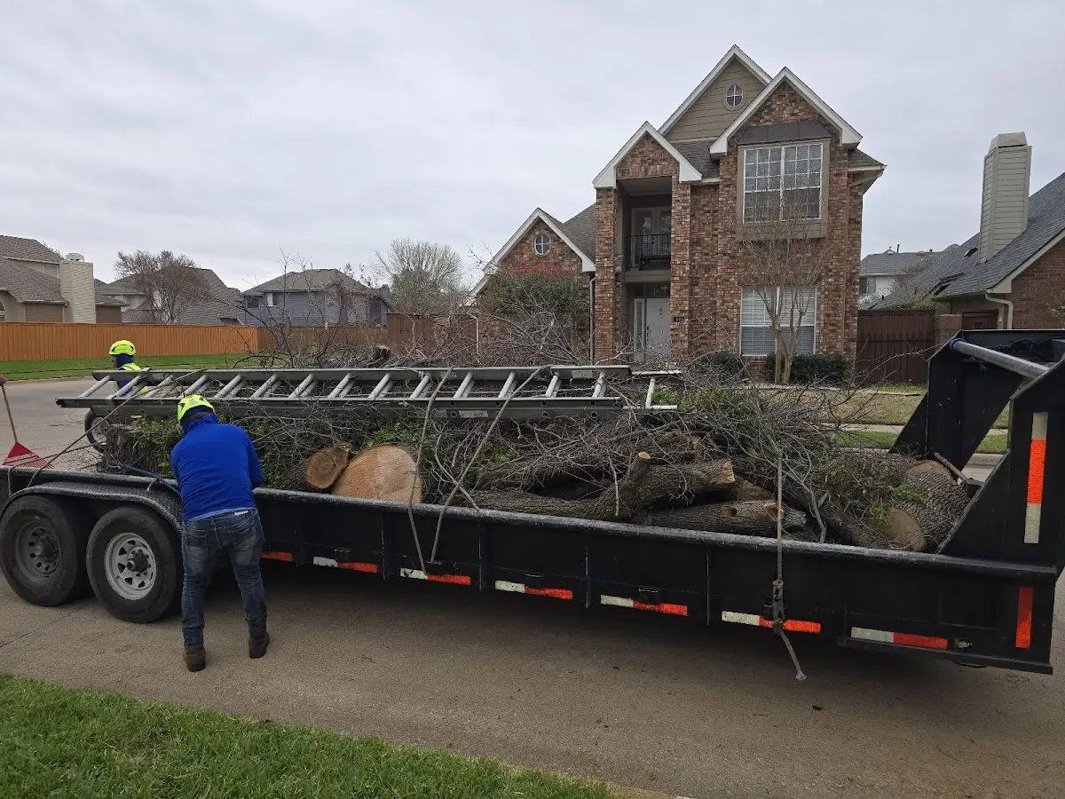 Expert Tree Removal with proper safety equipment in Fairchild Air Force Base